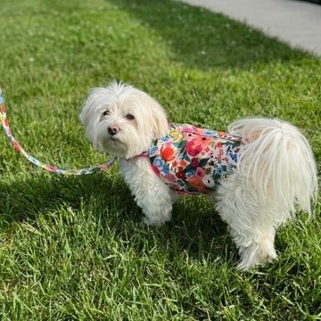 Floral Burst Leash