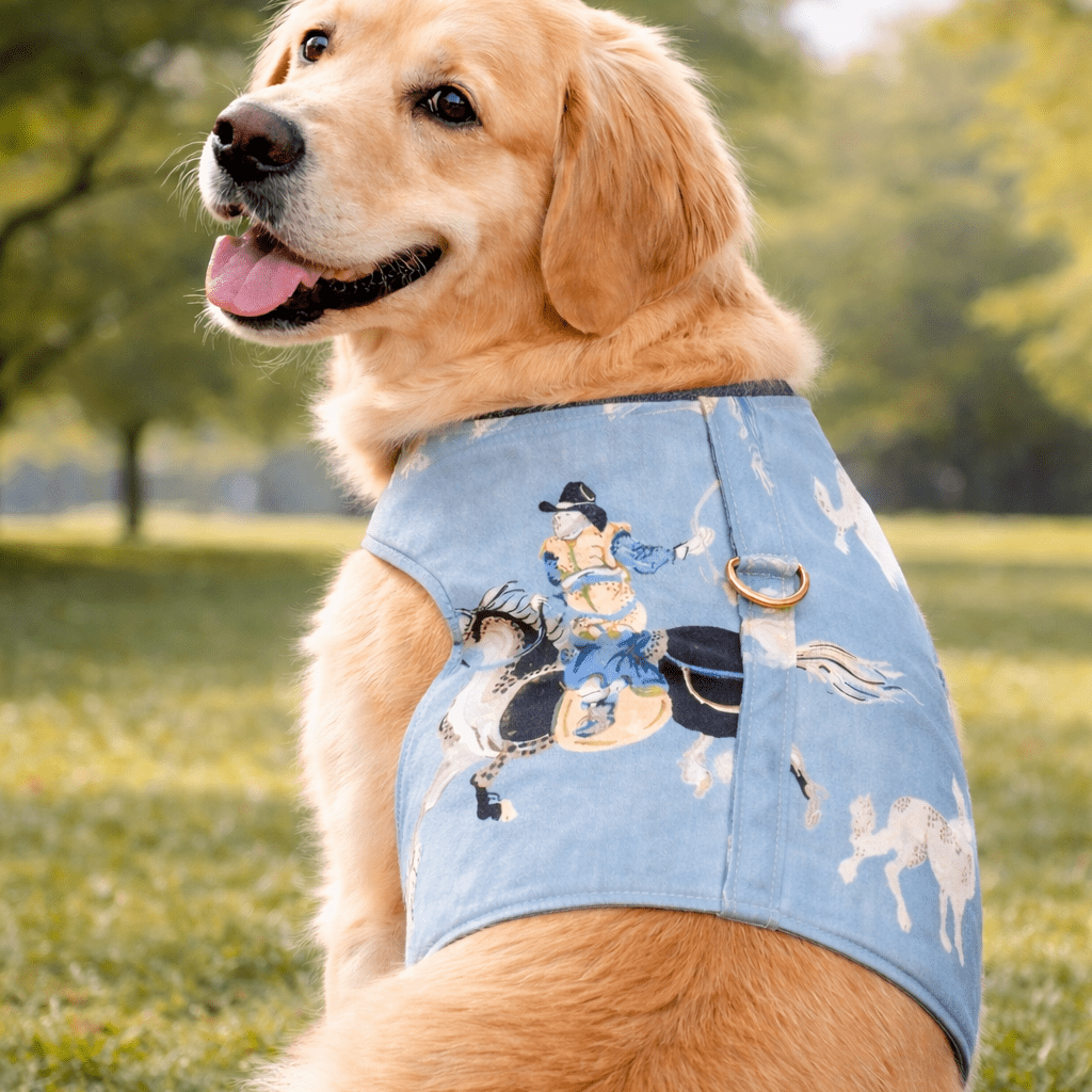 Dog wearing a denim harness with horse designs in a park setting