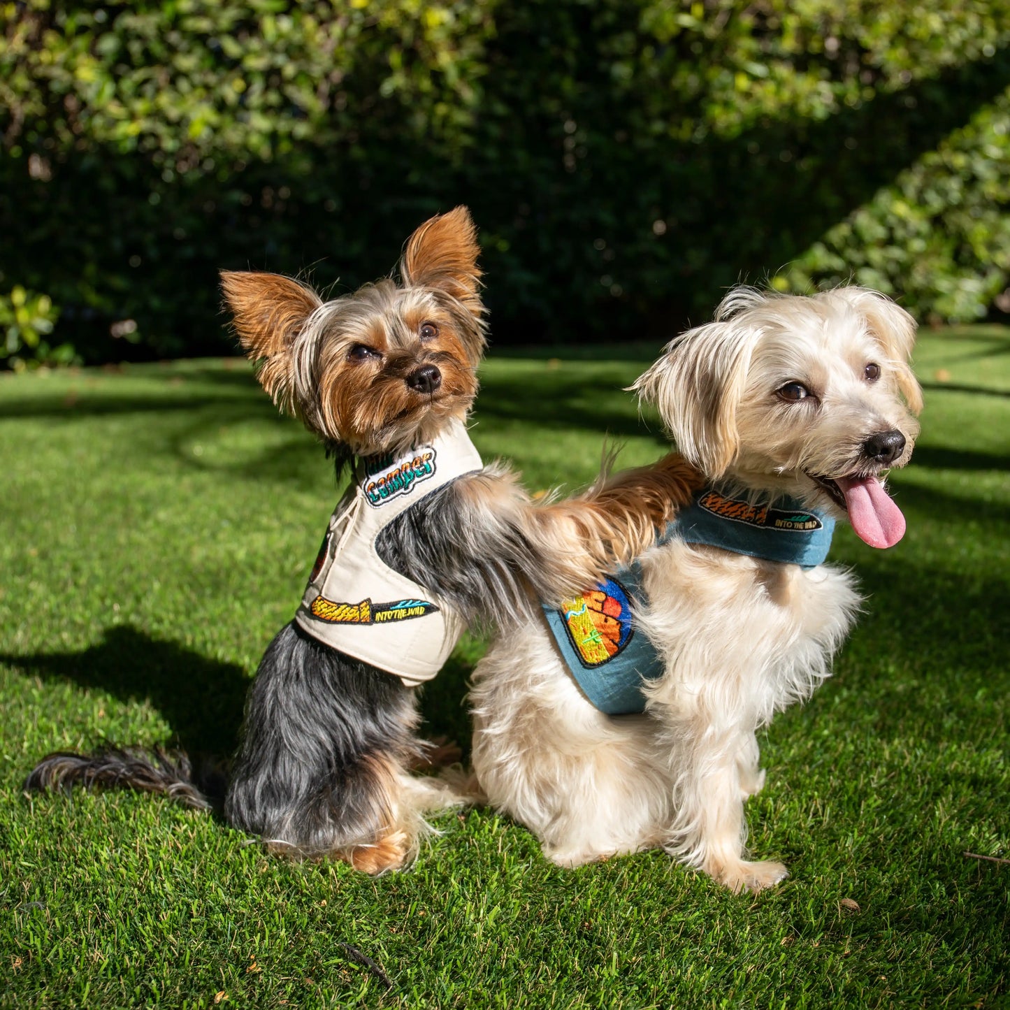 Camp Harness