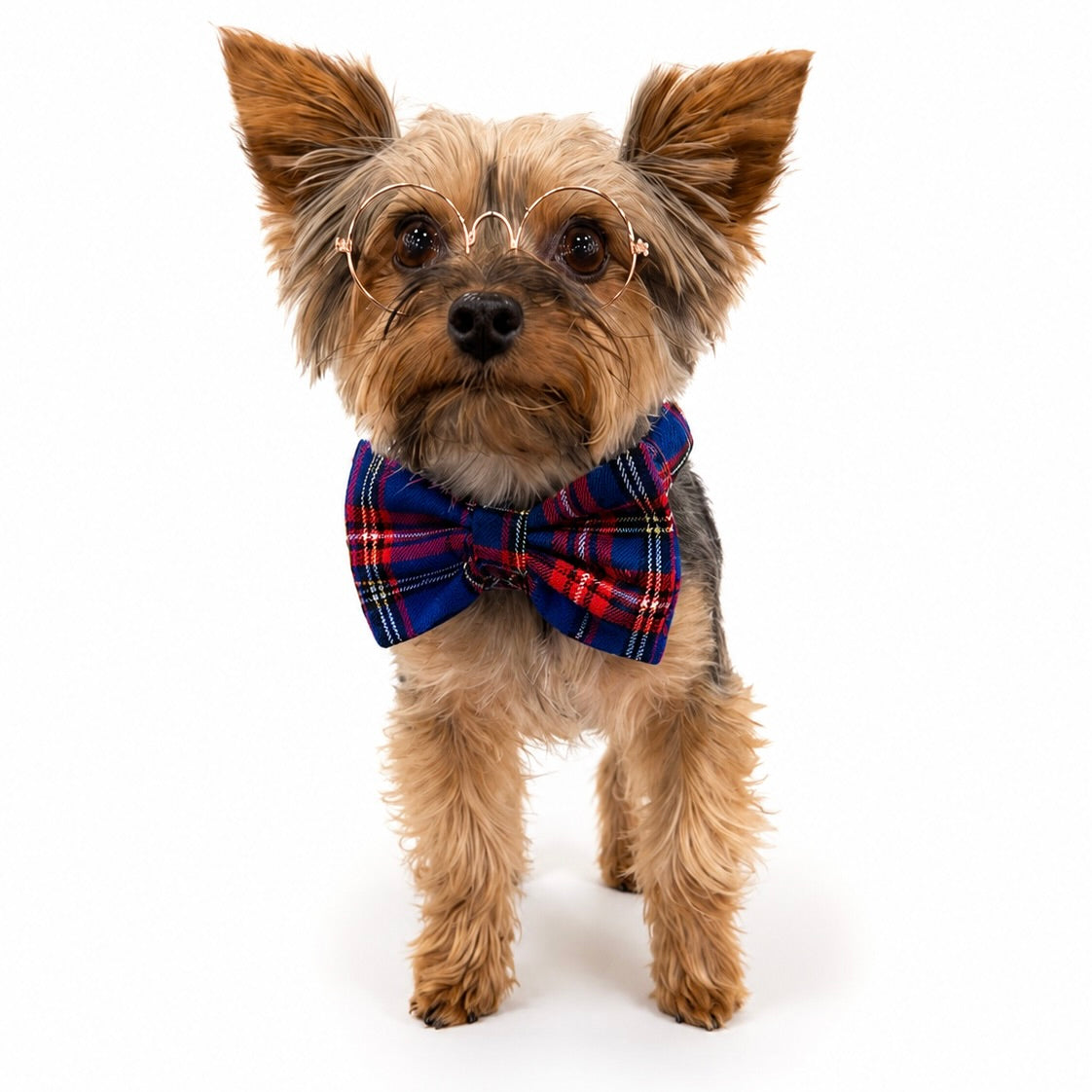 "Bunchie" Bow Scrunchie Collar