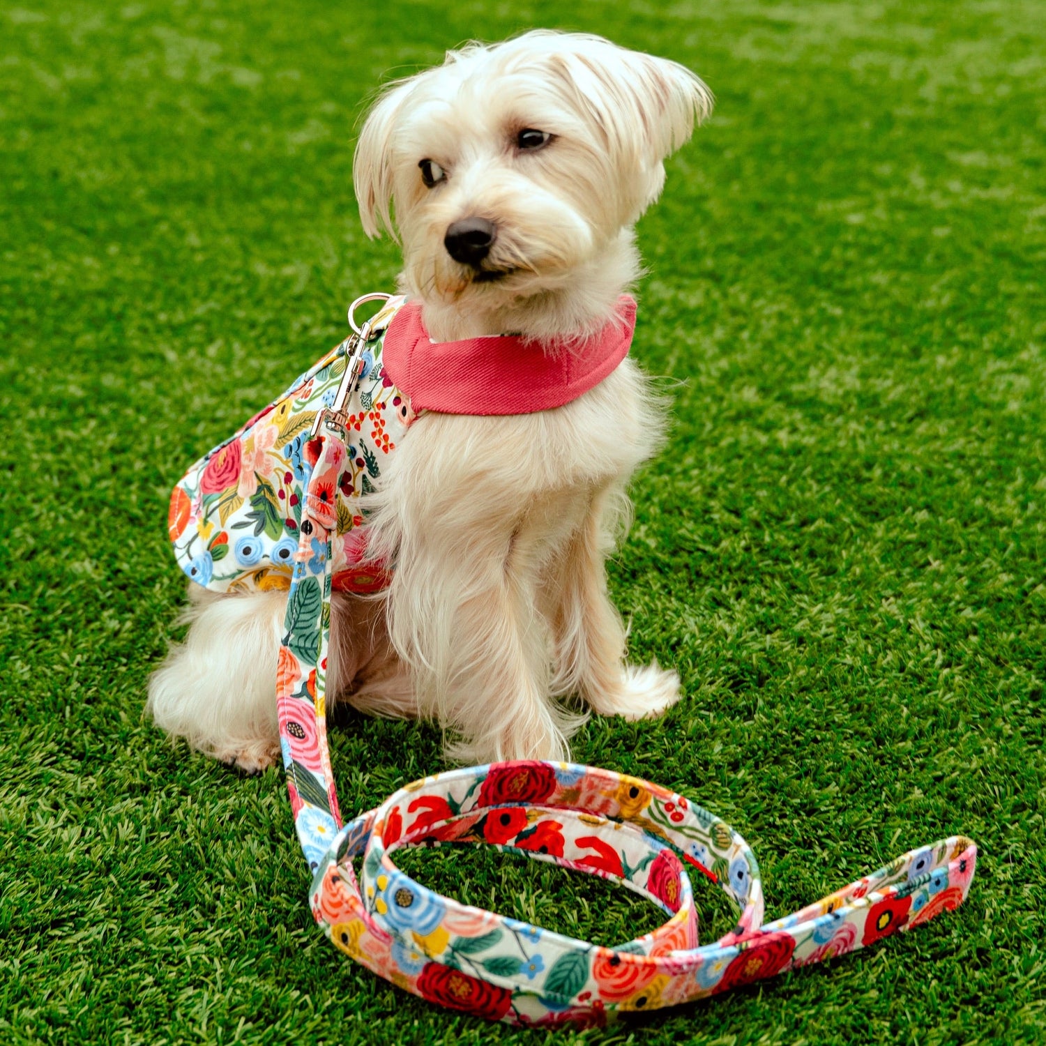 Kelly Collection - Heads or Tails Pup