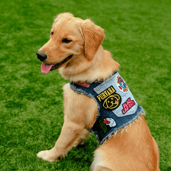 Ruff & Roll Collection - Heads or Tails Pup