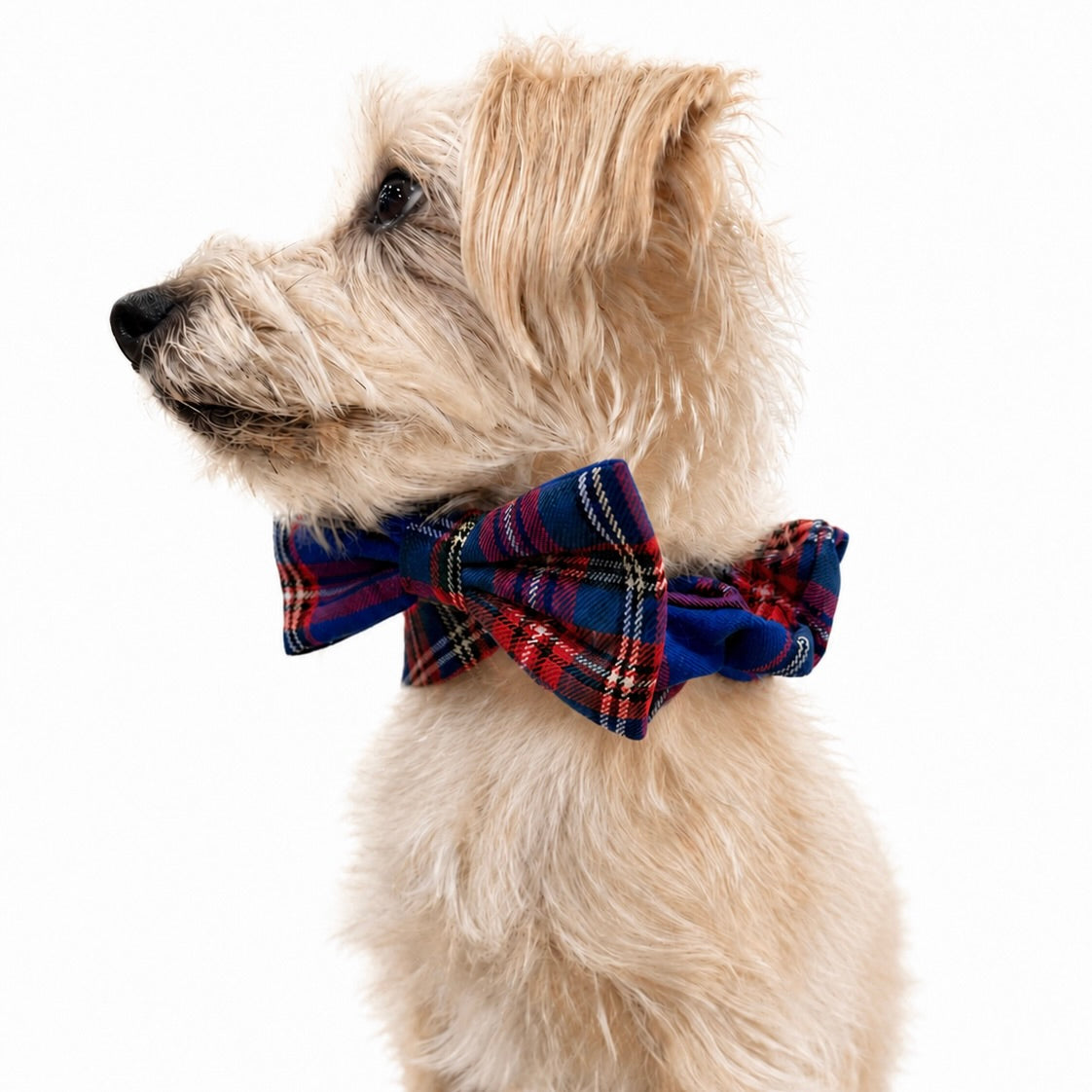 "Bunchie" Bow Scrunchie Collar