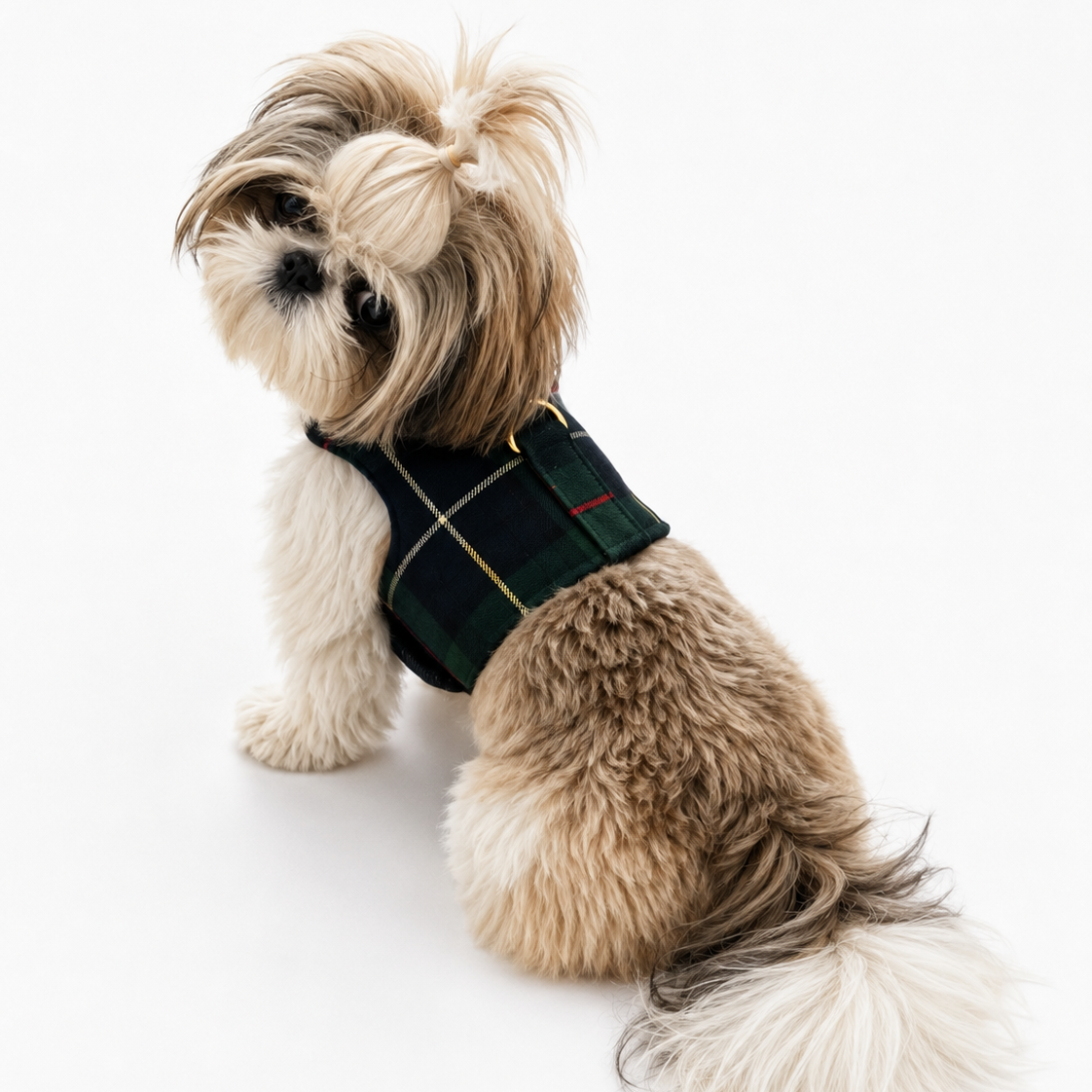 A small fluffy dog wearing a dark green plaid harness, photographed from behind against a clean white background.