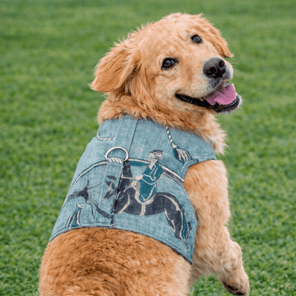 Dog wearing a denim harness with equestrian design on grass