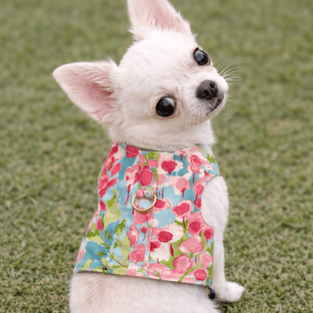 Watercolor Harness