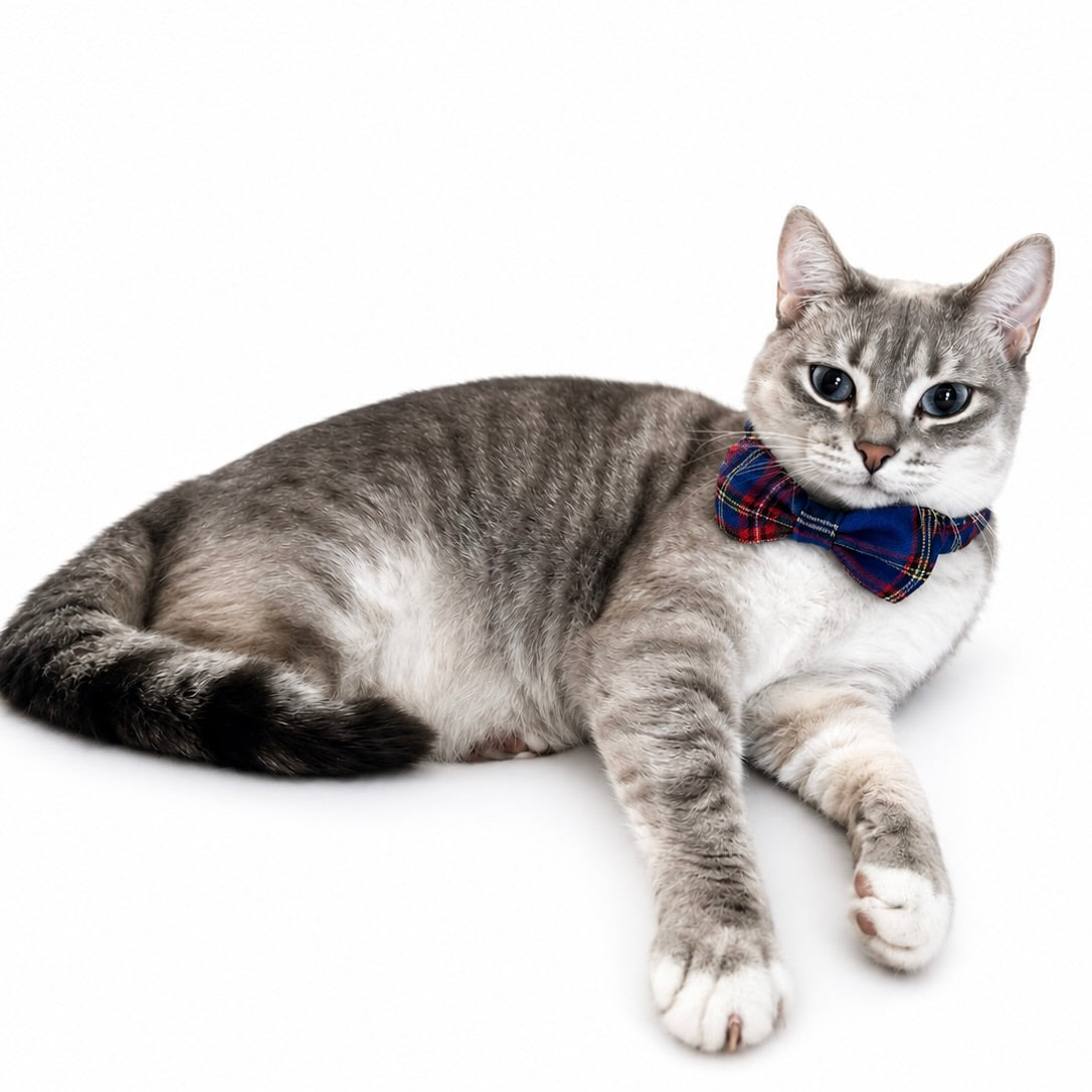 "Bunchie" Bow Scrunchie Collar