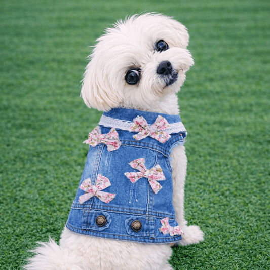 Small white dog wearing a denim jacket with pink bows on a grassy background