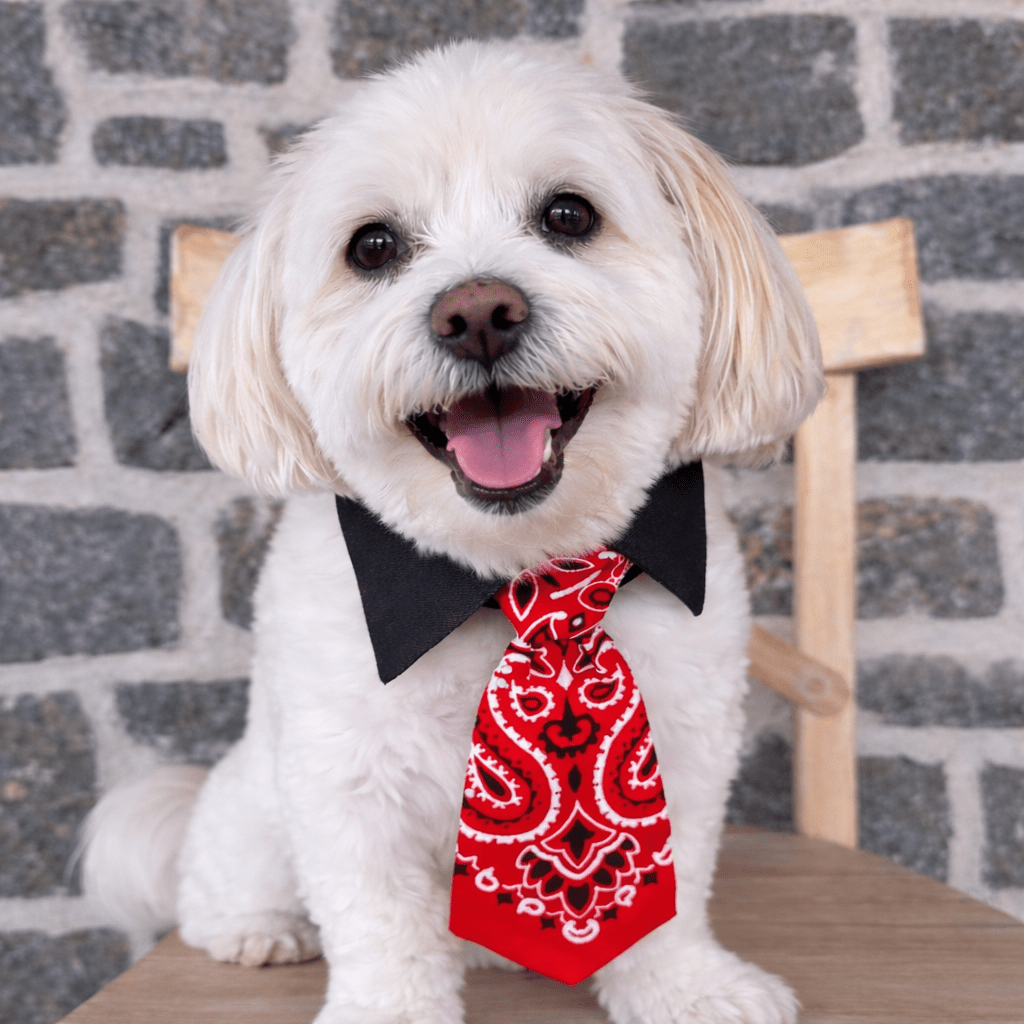 Ranch Collar Tie