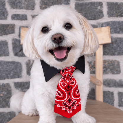 Ranch Collar Tie