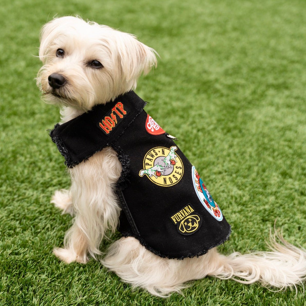 Ruff and Roll Denim Jacket – Heads or Tails Pup