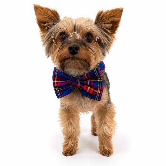 "Bunchie" Bow Scrunchie Collar