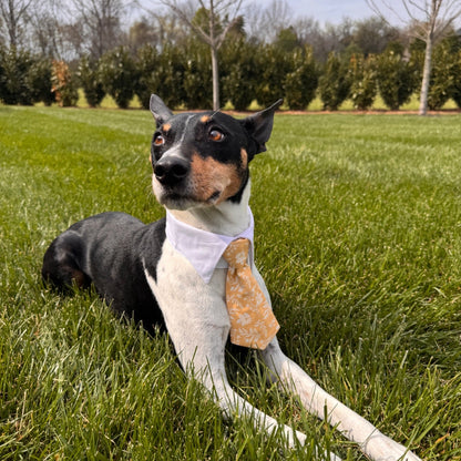 Vineyard Collar Tie