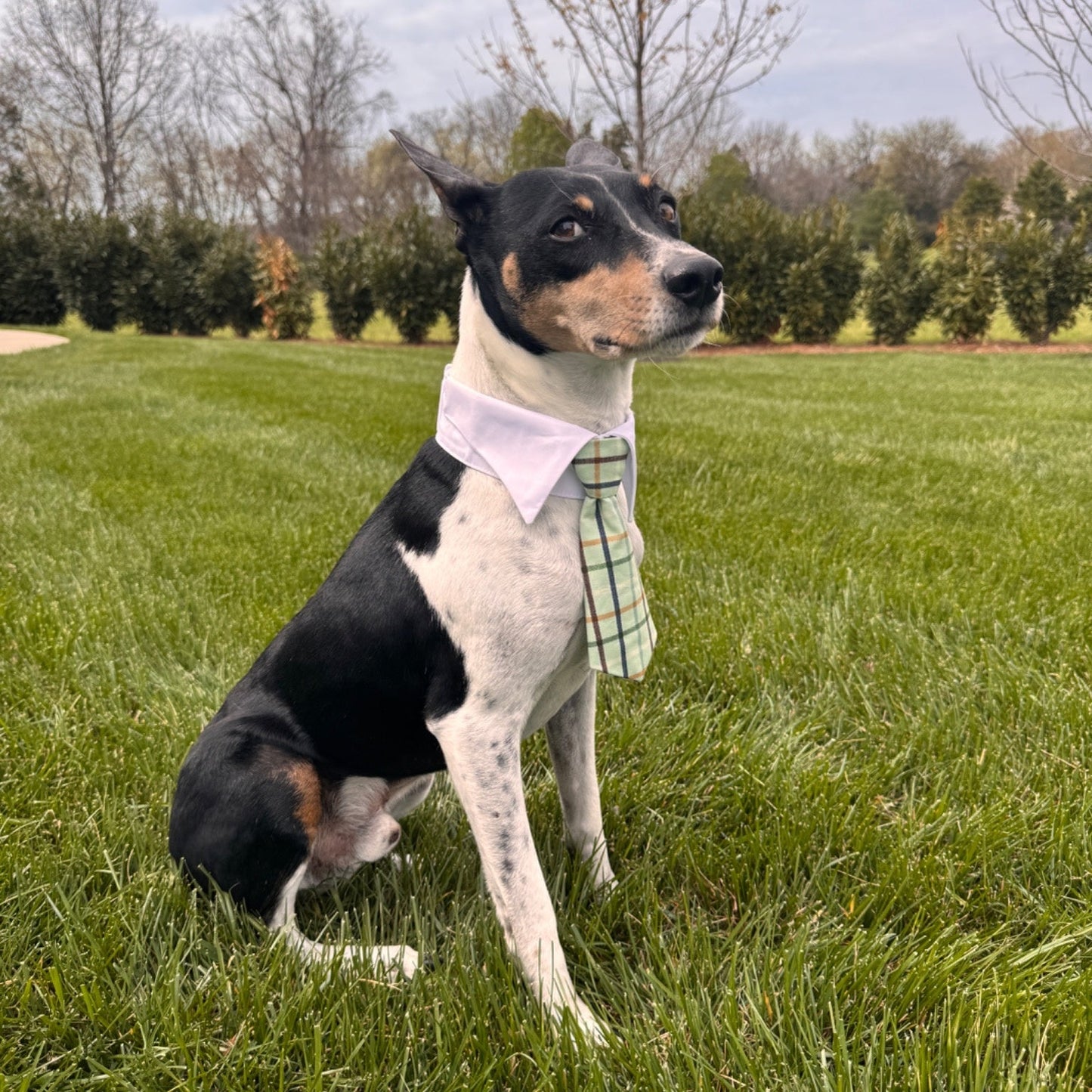 Vineyard Collar Tie