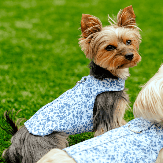 Blue Floral Toile Harness