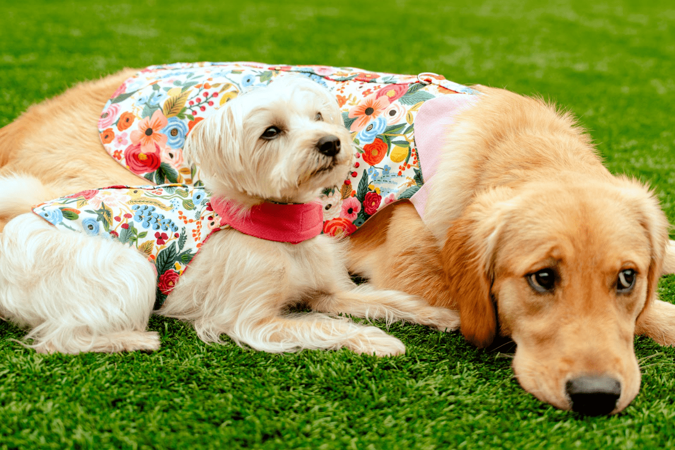 Floral Burst Harness