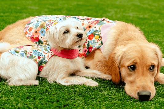 Floral Burst Harness