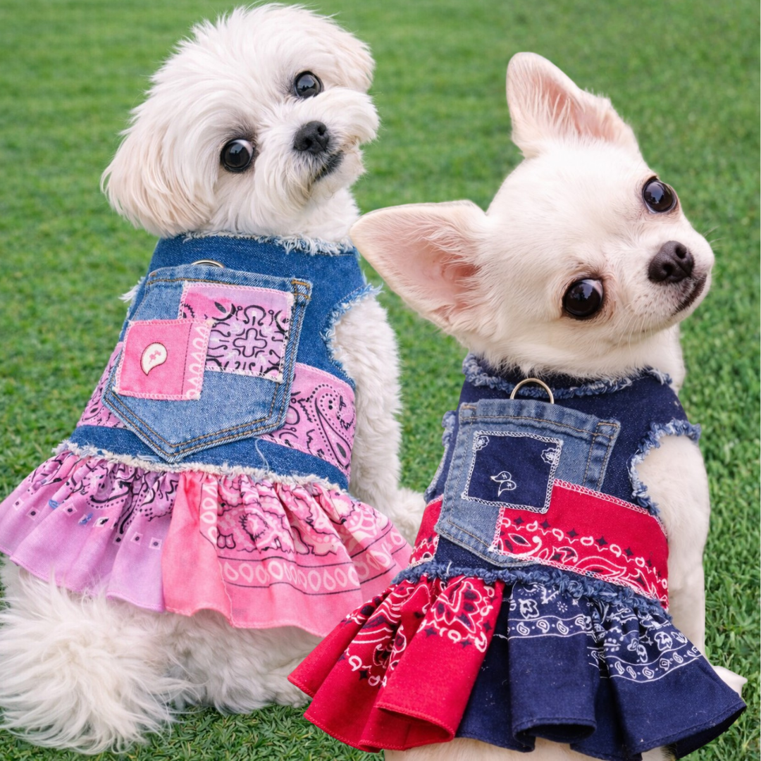 Two small dogs wearing colorful bandana dresses on a grassy background