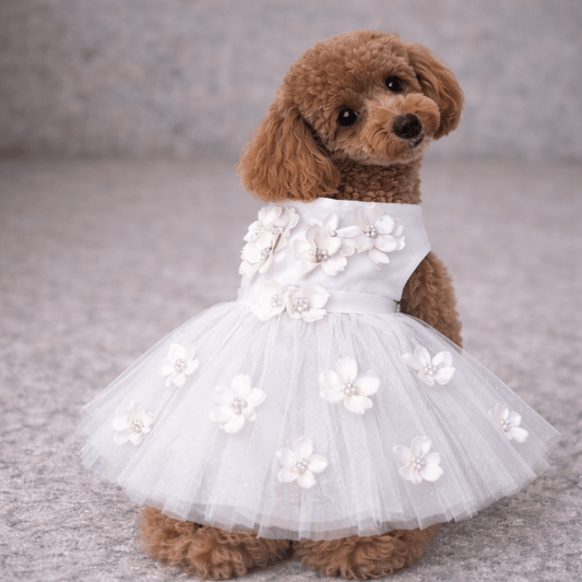 Small dog wearing a white floral dress on a neutral background