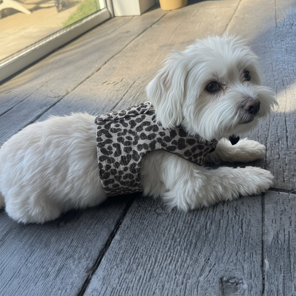 White dog wearing a leopard print harness on a wooden deck