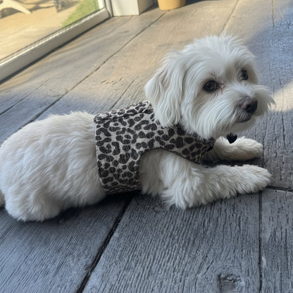 White dog wearing a leopard print harness on a wooden deck
