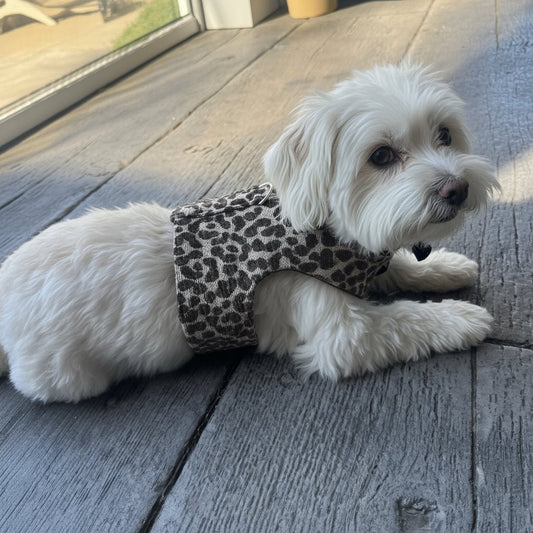 White dog wearing a leopard print harness on a wooden deck